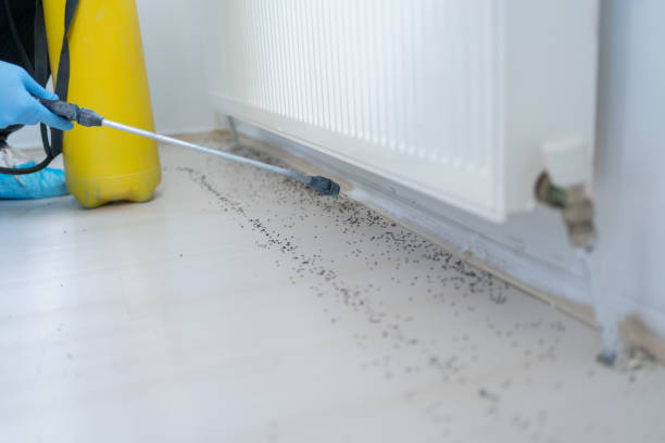 Best Bed Bug Extermination  in San Marcos, CA